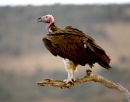 Nubian Vulture