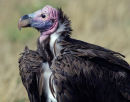 Nubian Vulture