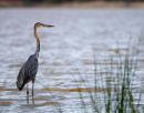 Purple Heron