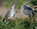 Ring-necked dove
