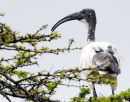 Sacred Ibis immature
