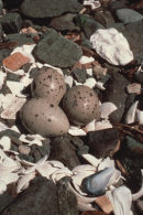 Oyster catcher nest/eggs