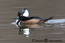 Hooded merganser