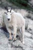 Mountain Goat 