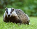 Badger