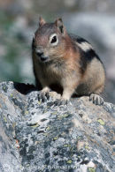 Golden-mantled ground squirel