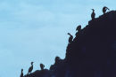 Pelagic comorants