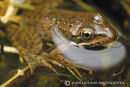  Spotted Oregon Frog