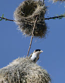 Black-capped social weaver