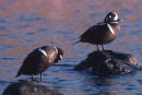 Harlequin ducks molting
