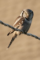 Northern hawk-owl