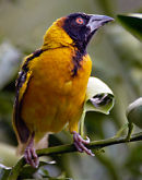 Black-headed weaver