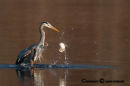 Great-blue heron-fish 