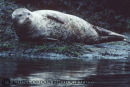 7 Harbour Seal web
