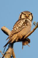 Northern hawk-owl