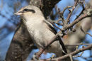  Northern shrike