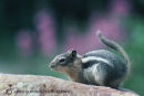 Golden-mantled ground squirrel 