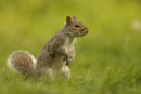 Grey Squirrel Forest of Dean Gloucestershire