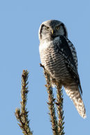 Northern hawk-owl