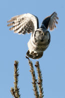 Northern hawk-owl 