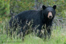 Black bear