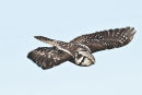 Northern hawk-owl 