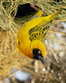 Spekes's  Weaver