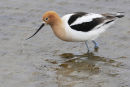 American Avocet