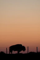 Millions of Plains Bison once roamed the prairies.