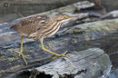 American Bittern