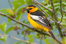 Bullock's Oriole 