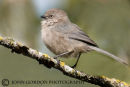 Bushtit