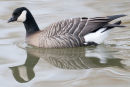 Cackling Goose 