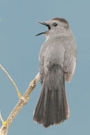 Catbird
