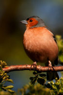 Chaffinch male Hudnall's Forest