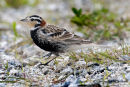 Chestnut-collared longspur 