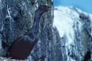 Pelagic cormorant