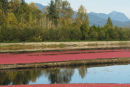 Cranberries Allard Crescent 