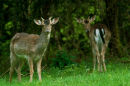 Roe Deer Hudnall's Forest
