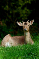 Roe Deer Hudnall's Forest