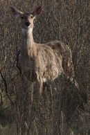 White-tailed deer