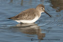 Dunlin 