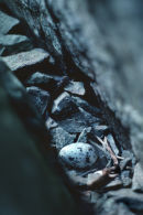 Pigeon Guillemot nest