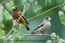 Evening grosbeak M/F
