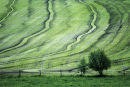 Hay field Milner Langley