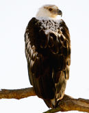 Fish Eagle Immature