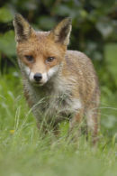 Fox Wye Valley