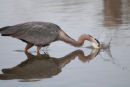 Great Blue Heron