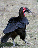 Ground Hornbill