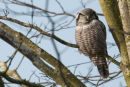 Northern hawk-owl